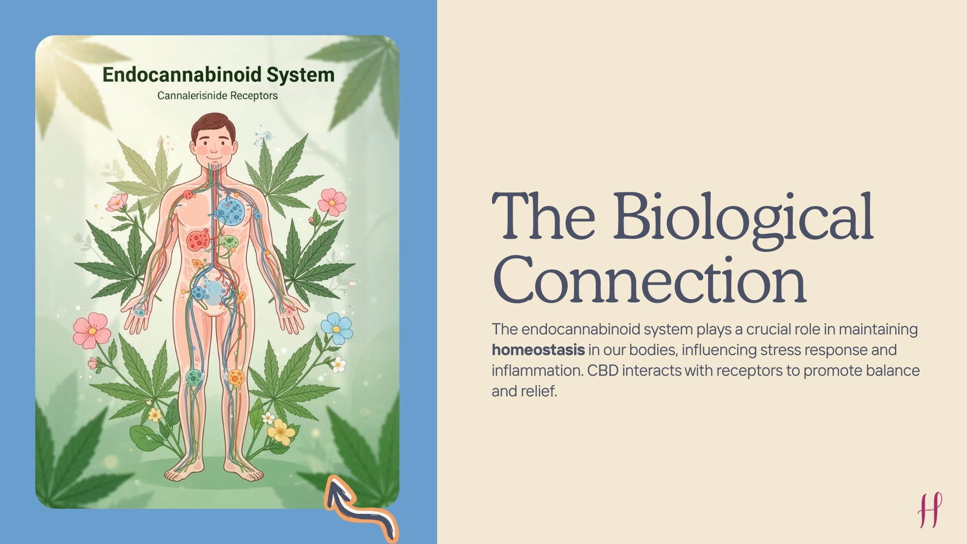 the endocannabinoid system and how CBD supports balance, stress response, and inflammation relief.